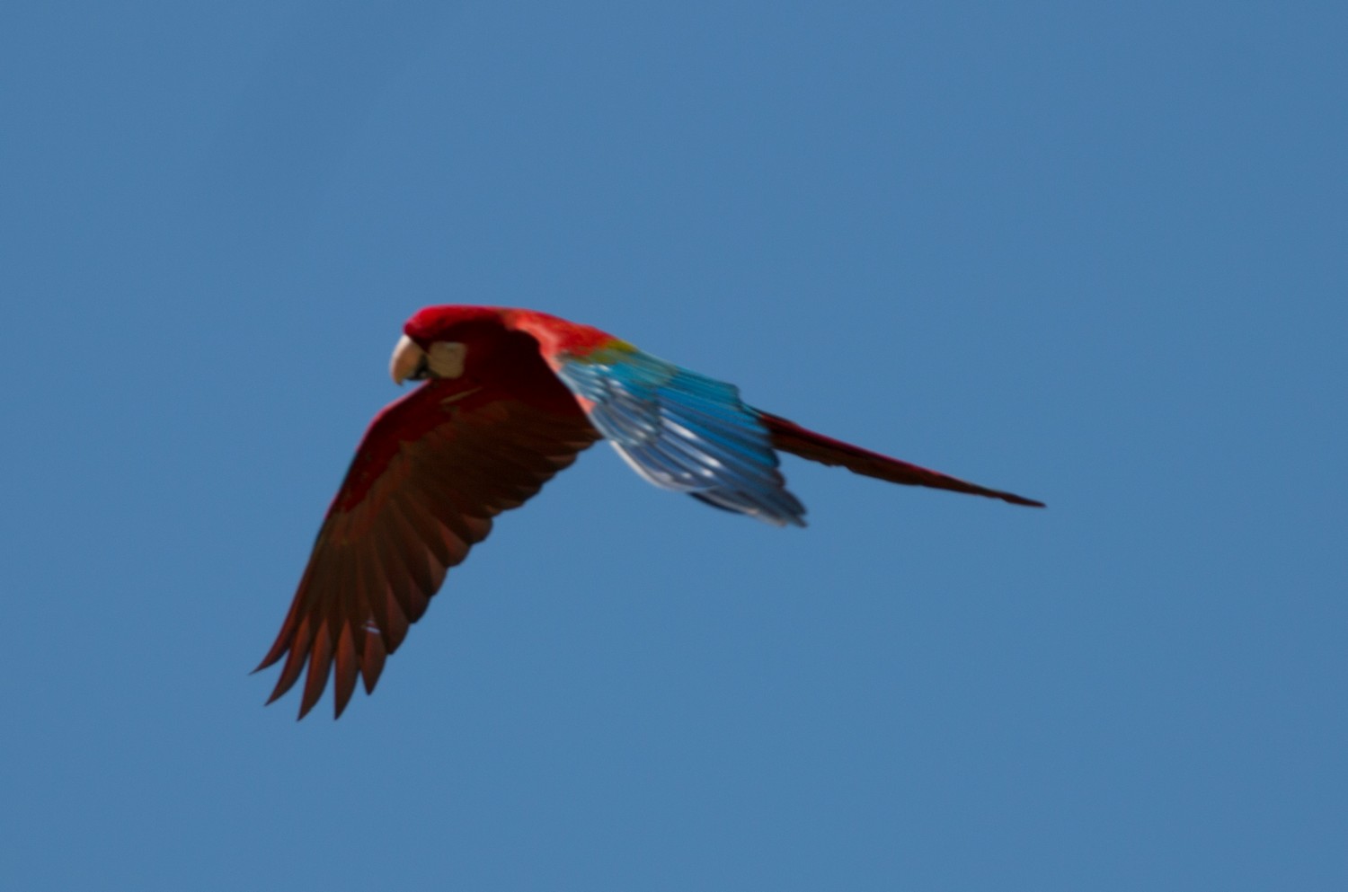 Red-and-Green_Macaw_3.jpg